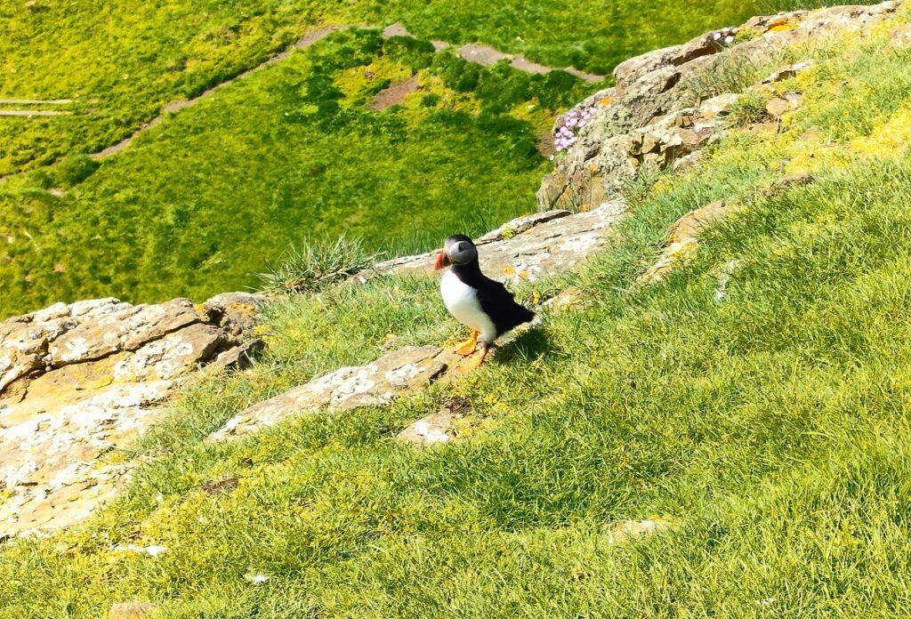 Wyspy Owcze Projekt Przygoda