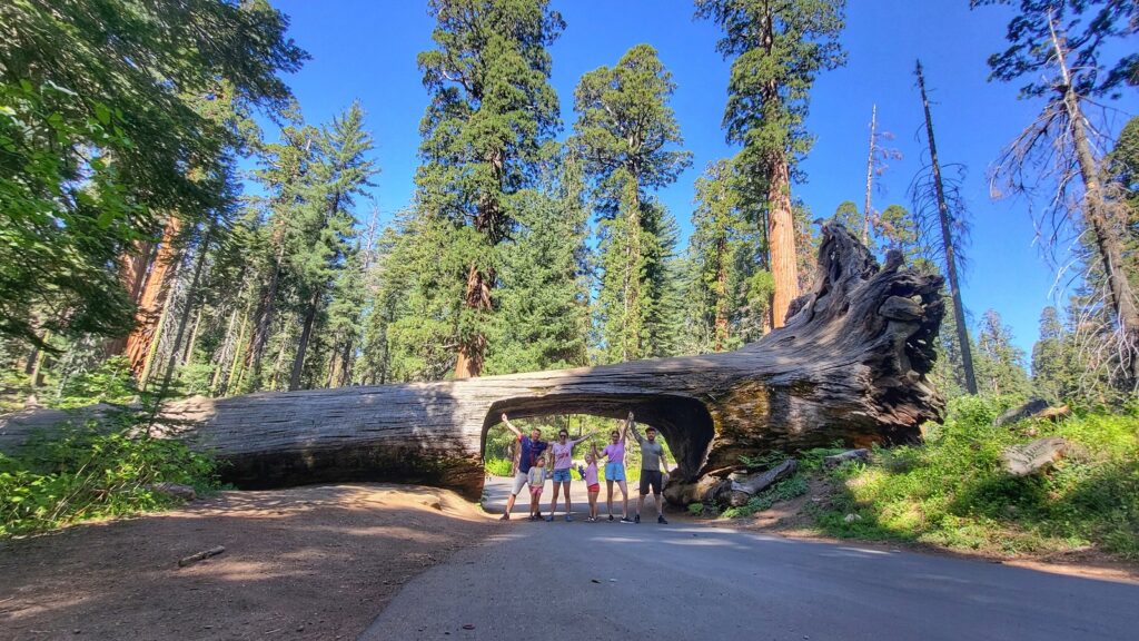 Sekwoje Projekt Przygoda