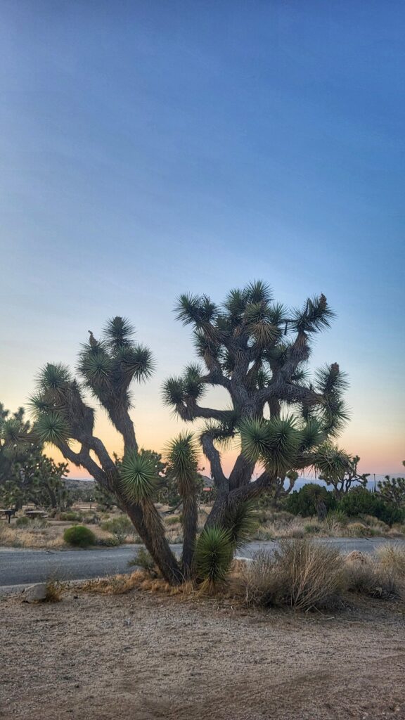 Joshua Tree Projekt Przygoda