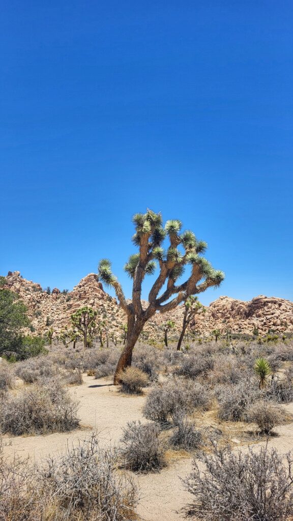 Joshua Tree Projekt Przygoda