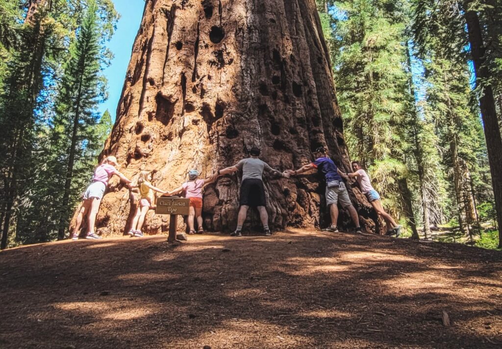Sekwoje Projekt Przygoda